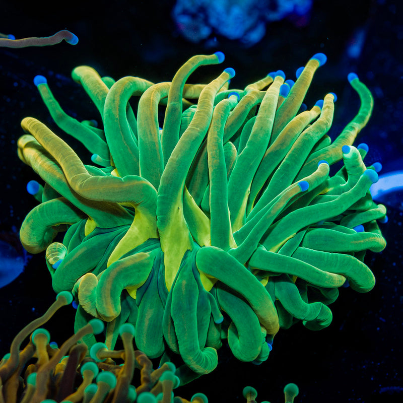 Holy Grail Torch Euphyllia Coral with flowing tentacles in reef aquarium