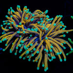 Dragon Ball Torch Euphyllia Coral with flowing tentacles in reef aquarium