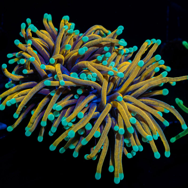 Dragon Ball Torch Euphyllia Coral with flowing tentacles in reef aquarium