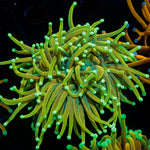 Banana Boat Torch Euphyllia Coral with flowing tentacles in reef aquarium
