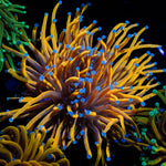 24k Gold Torch Euphyllia Coral with flowing tentacles in reef aquarium