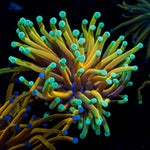 Dragon Ball Torch Euphyllia Coral with flowing tentacles in reef aquarium