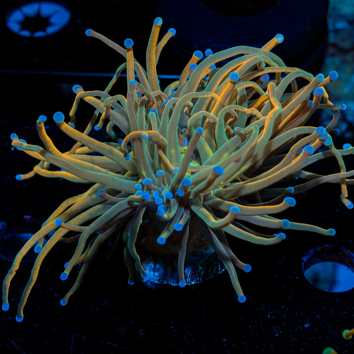 Dragon Tamer Torch Euphyllia Coral with flowing tentacles in reef aquarium