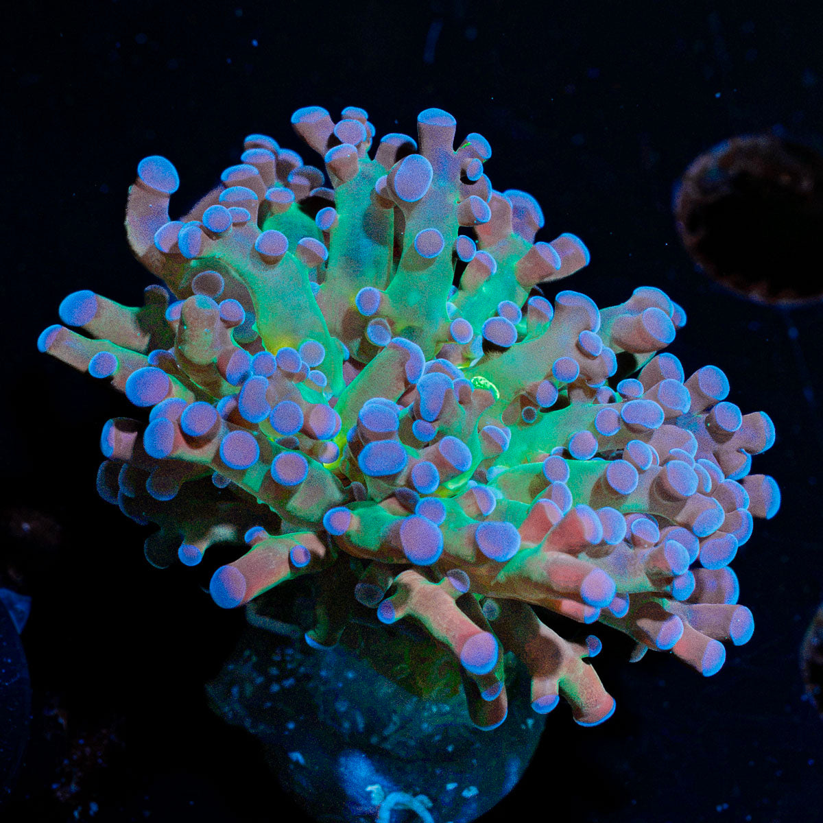 Darkness Frogspawn Euphyllia Coral with flowing polyps in reef aquarium