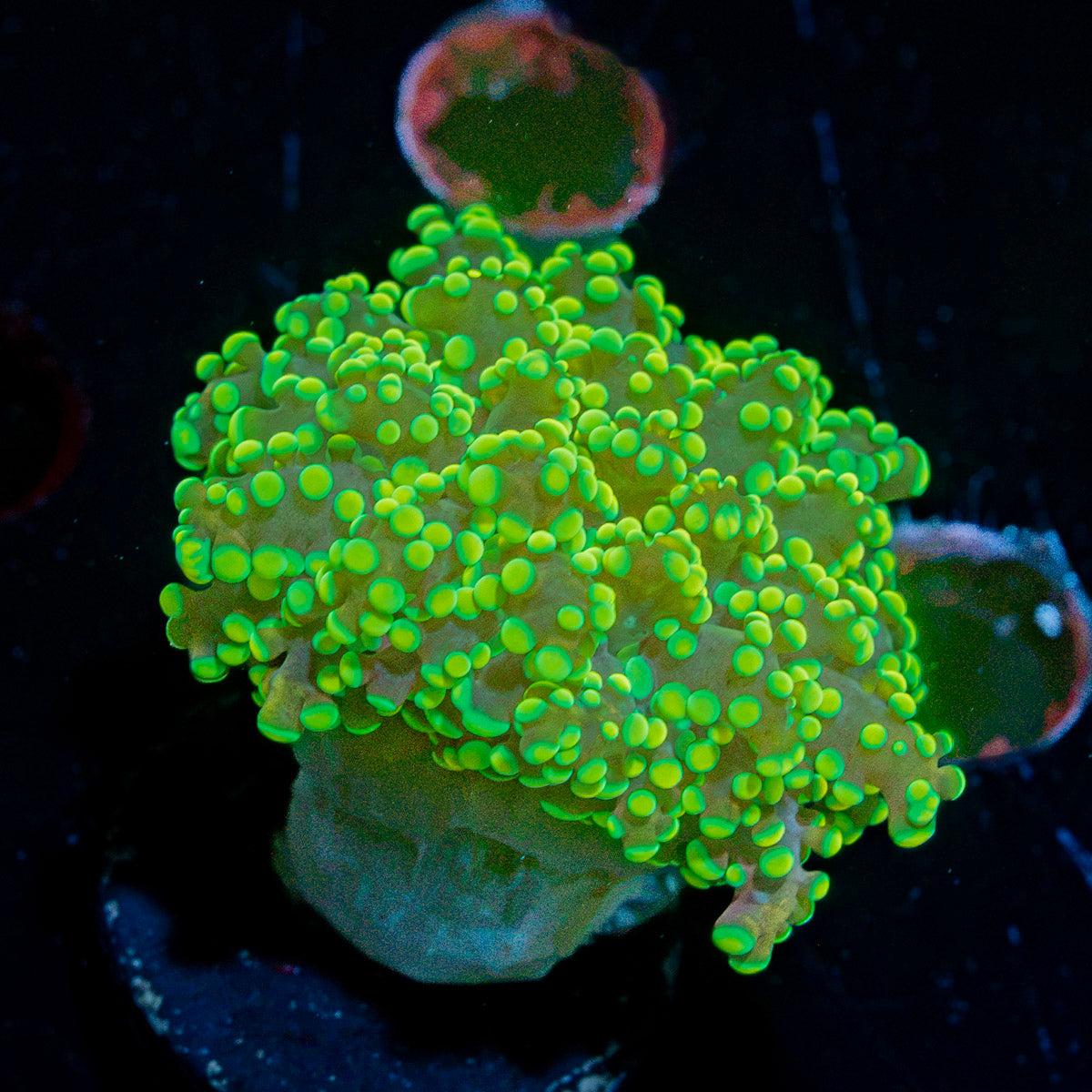 Neon Green OctoSpawn Euphyllia Coral with flowing tentacles in reef aquarium
