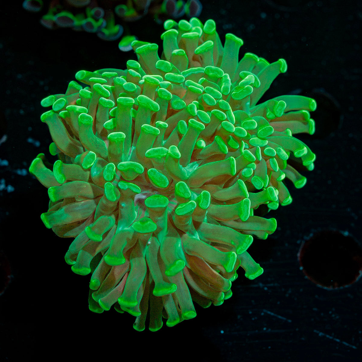 Classic Green hammer Euphyllia Coral with branching fleshy heads in reef aquarium