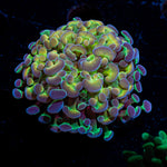 Hypnotoad Hammer Euphyllia Coral with branching fleshy heads in reef aquarium