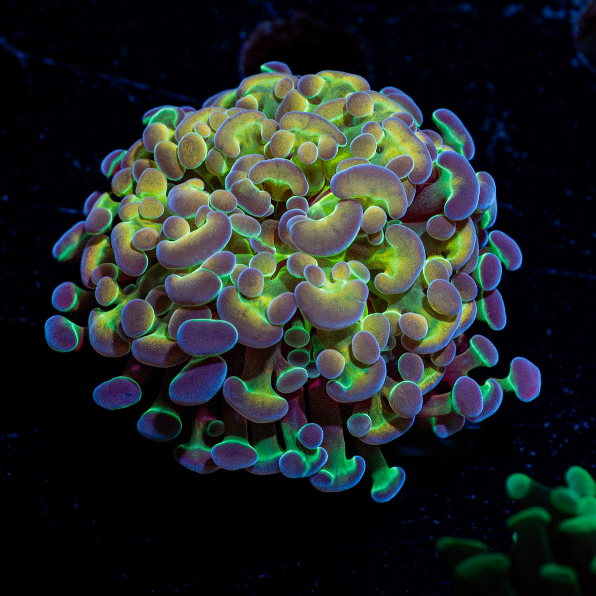 Hypnotoad Hammer Euphyllia Coral with branching fleshy heads in reef aquarium