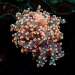 Peach Frogspawn Euphyllia Coral with branching fleshy heads in reef aquarium