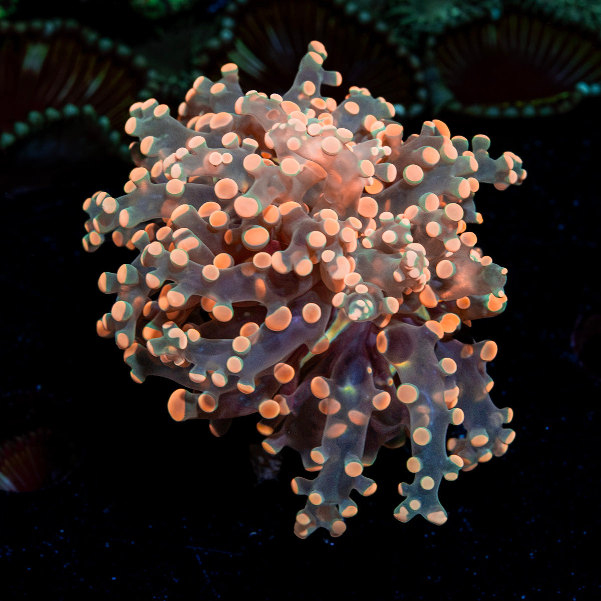 Peach Frogspawn Euphyllia Coral with branching fleshy heads in reef aquarium