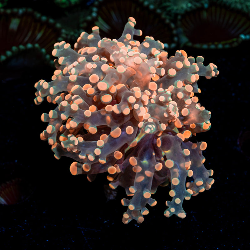 Peach Frogspawn Euphyllia Coral with branching fleshy heads in reef aquarium