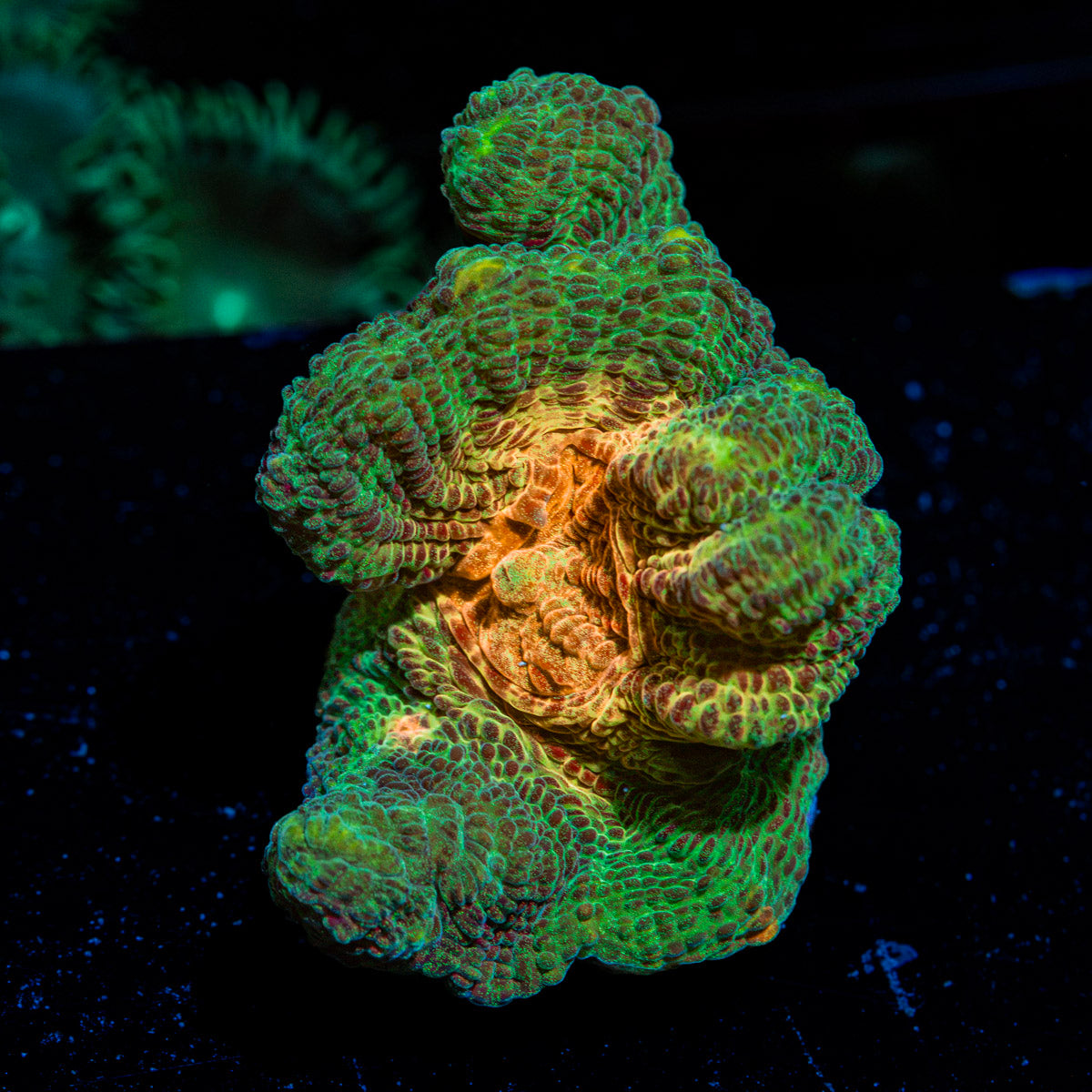 Pectinia Chalice Coral with large polyps in reef aquarium