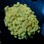 Golden Hammer Euphyllia Coral with branching fleshy heads in reef aquarium