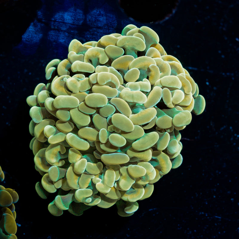 Golden Hammer Euphyllia Coral with branching fleshy heads in reef aquarium