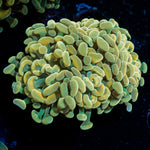Golden Hammer Euphyllia Coral with branching fleshy heads in reef aquarium