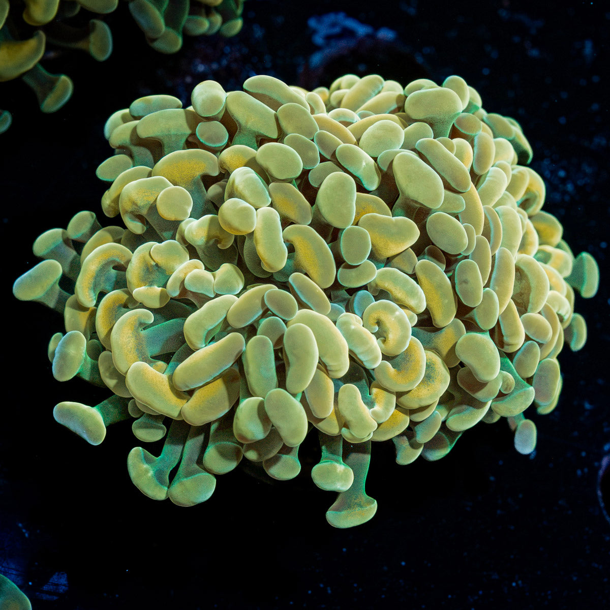 Golden Hammer Euphyllia Coral with branching fleshy heads in reef aquarium
