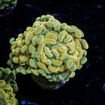 Golden Hammer Euphyllia Coral with branching fleshy heads in reef aquarium