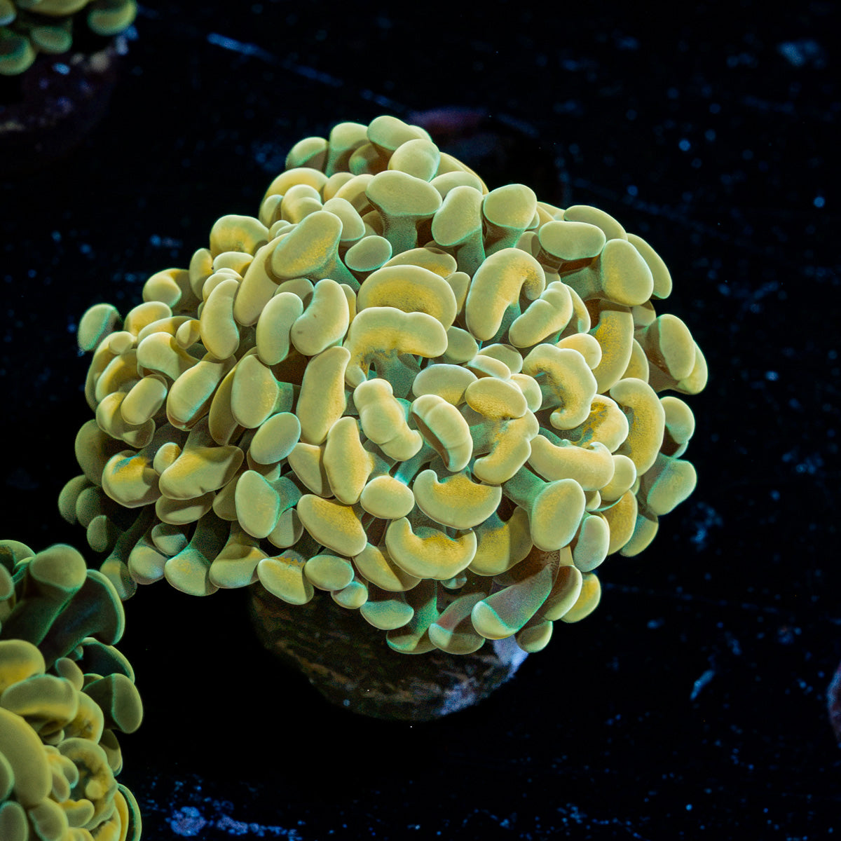 Golden Hammer Euphyllia Coral with branching fleshy heads in reef aquarium