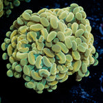 Golden Hammer Euphyllia Coral with branching fleshy heads in reef aquarium