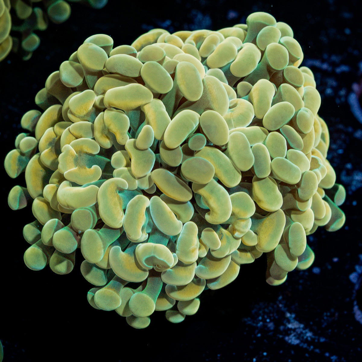 Golden Hammer Euphyllia Coral with branching fleshy heads in reef aquarium