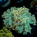 Teal Hammer Euphyllia Coral with branching fleshy heads in reef aquarium