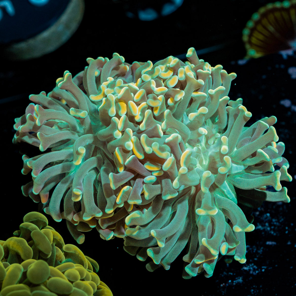 Teal Hammer Euphyllia Coral with branching fleshy heads in reef aquarium