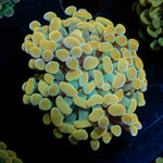 Golden Hammer Euphyllia Coral with branching fleshy heads in reef aquarium