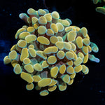 Golden Hammer Euphyllia Coral with branching fleshy heads in reef aquarium
