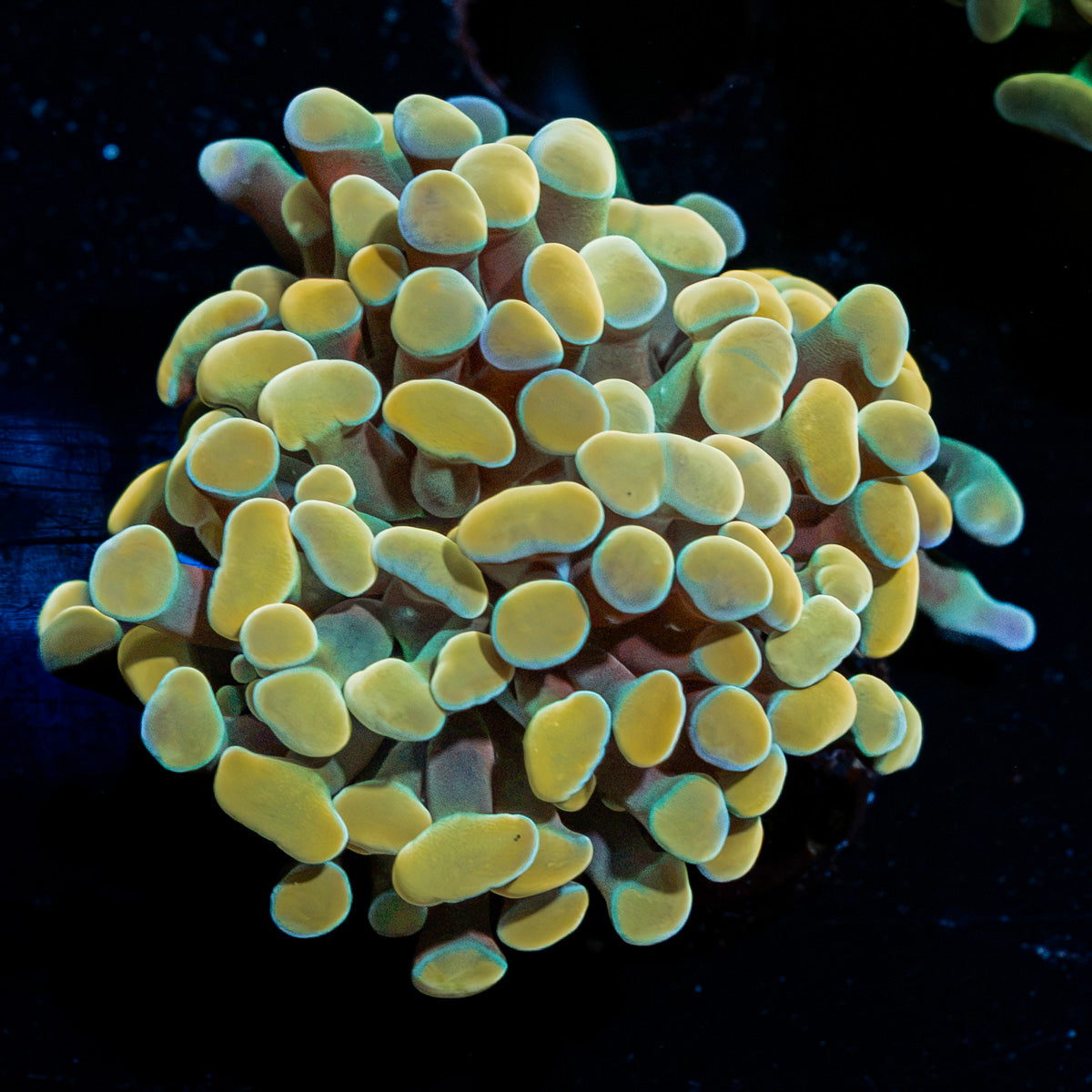 Golden Hammer Euphyllia Coral with branching fleshy heads in reef aquarium
