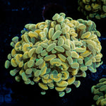 Golden Hammer Euphyllia Coral with branching fleshy heads in reef aquarium
