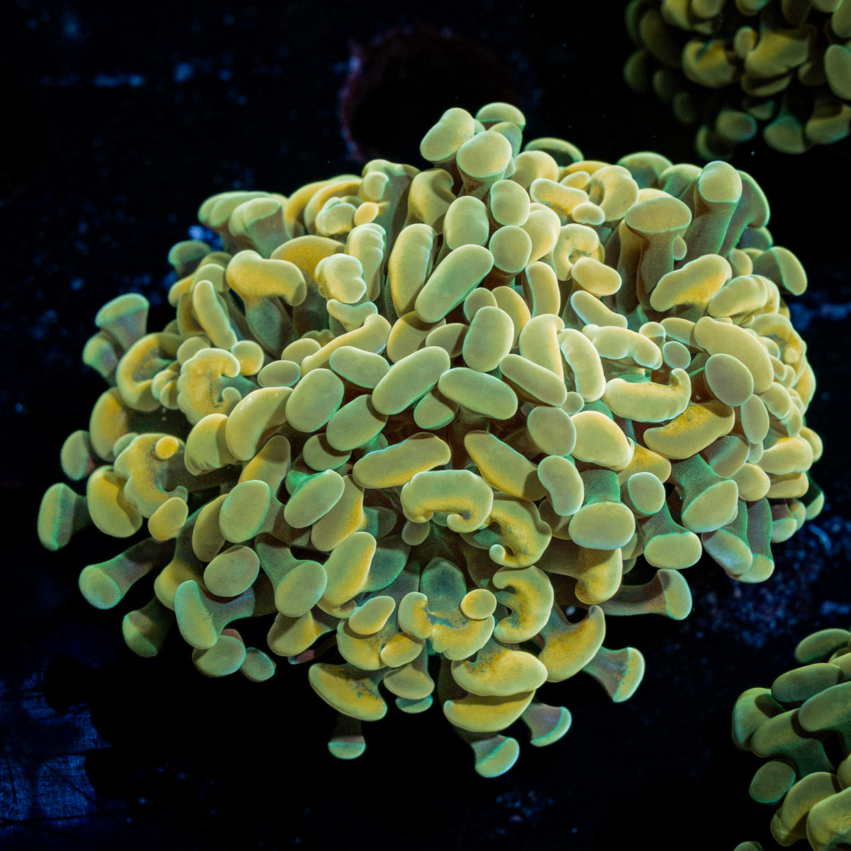 Golden Hammer Euphyllia Coral with branching fleshy heads in reef aquarium