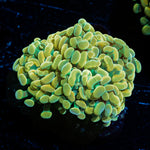Golden Hammer Euphyllia Coral with branching fleshy heads in reef aquarium