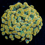 Golden Hammer Euphyllia Coral with branching fleshy heads in reef aquarium