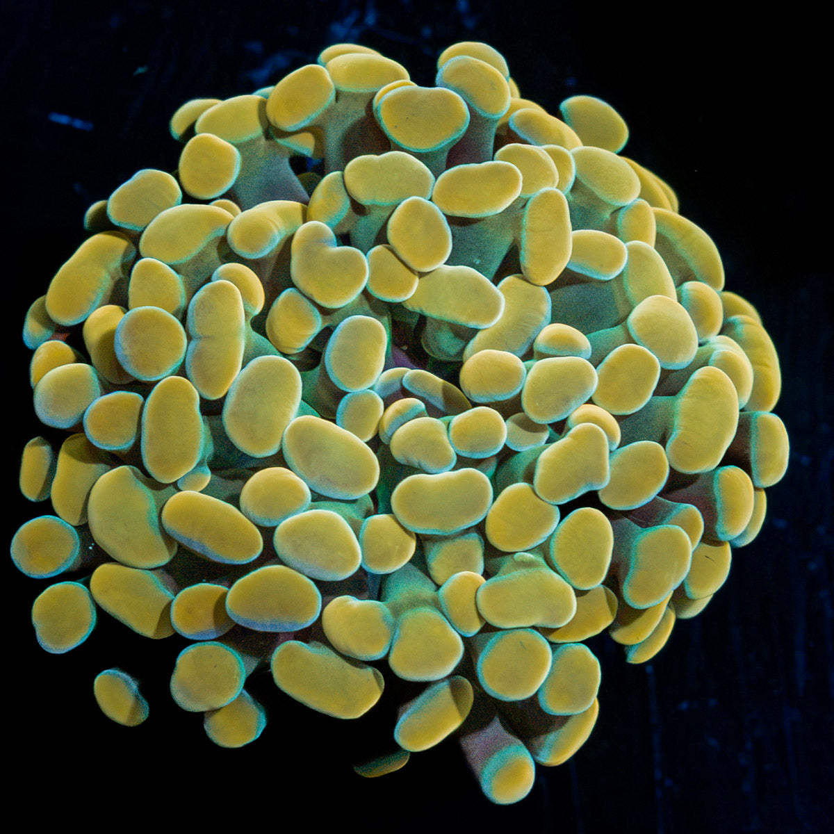 Golden Hammer Euphyllia Coral with branching fleshy heads in reef aquarium