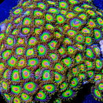 Rasta Zoanthid - riptide aquaculture llc