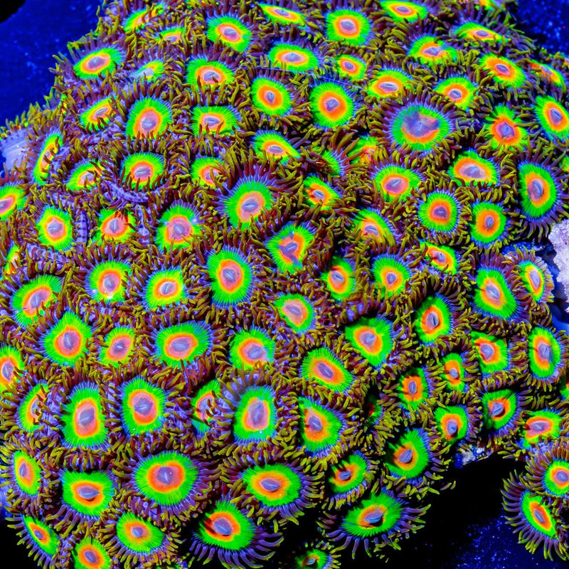 Rasta Zoanthid