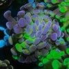 Candy Apple Branching Hammer - riptide aquaculture llc