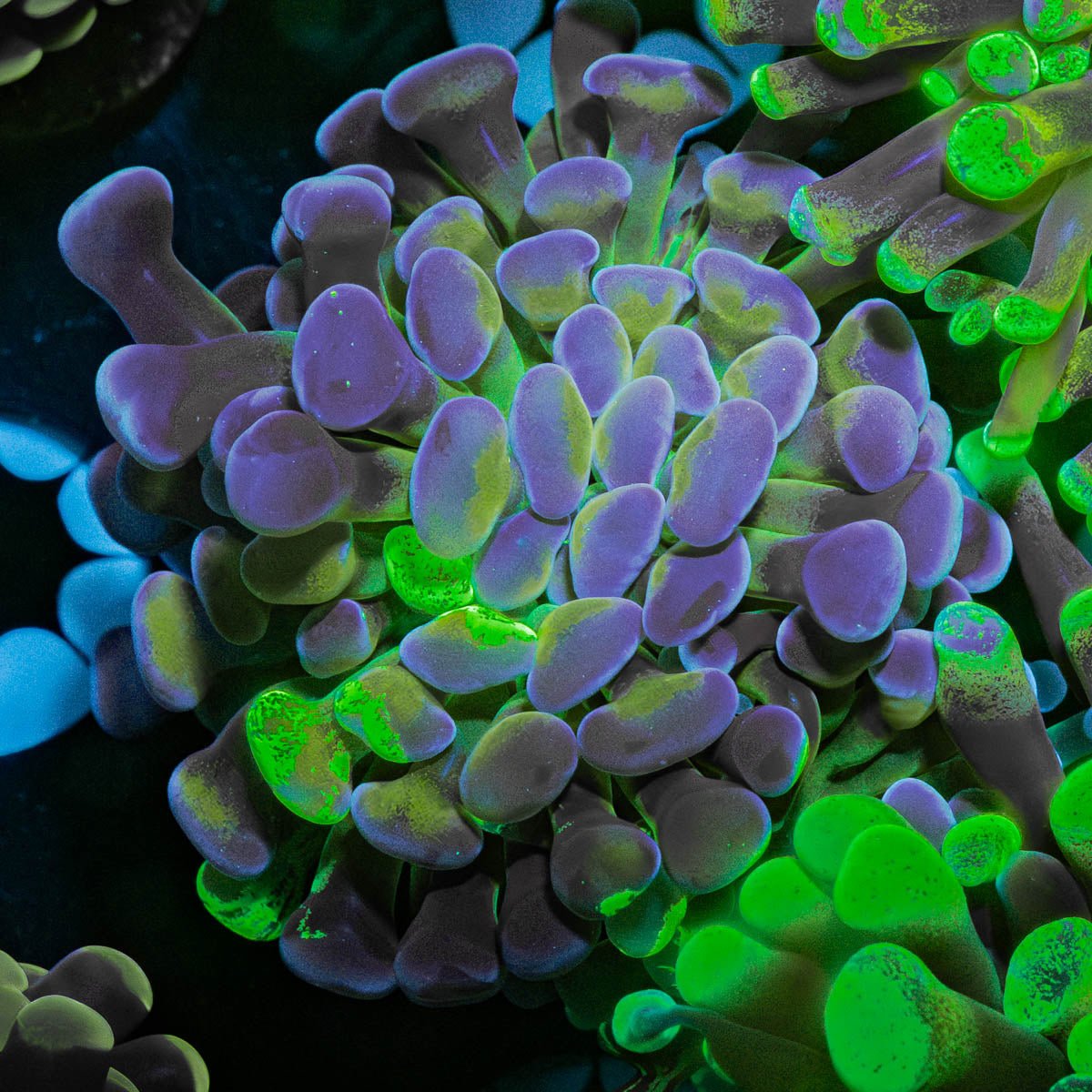 Candy Apple Branching Hammer - riptide aquaculture llc