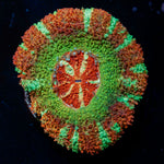Pirate Hunter Asian Acan Coral with fleshy polyps in reef aquarium