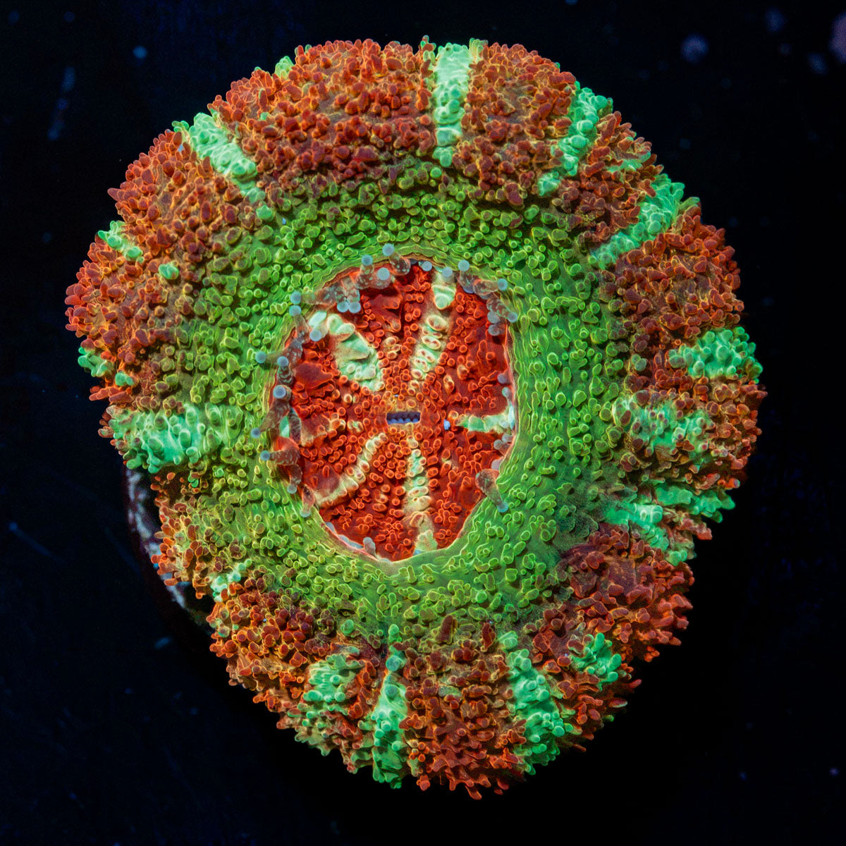 Pirate Hunter Asian Acan Coral with fleshy polyps in reef aquarium