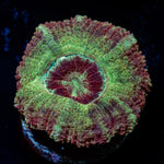Hades Ego Asian Acan Coral with fleshy polyps in reef aquarium