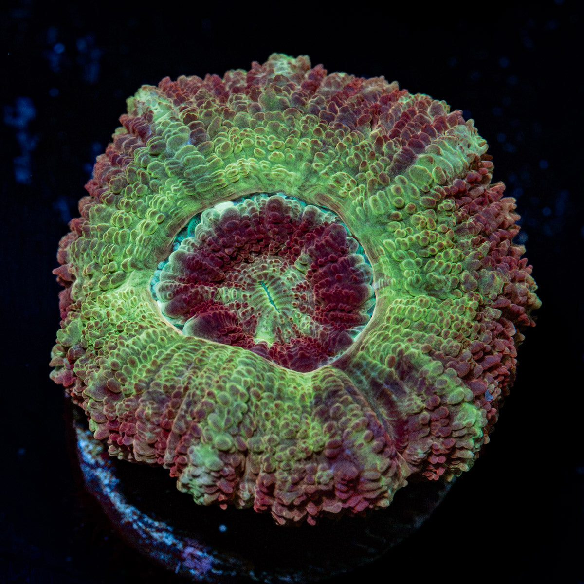 Hades Ego Asian Acan Coral with fleshy polyps in reef aquarium