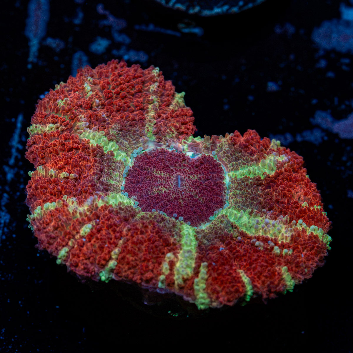 Hypnotic Asian Acan Coral with fleshy polyps in reef aquarium