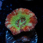 Pirate Hunter Asian Acan Coral with fleshy polyps in reef aquarium