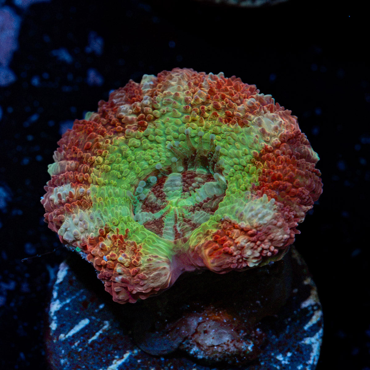 Pirate Hunter Asian Acan Coral with fleshy polyps in reef aquarium