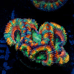 Rainbow Eclepic Rainbow Acan with fleshy polyps in reef aquarium