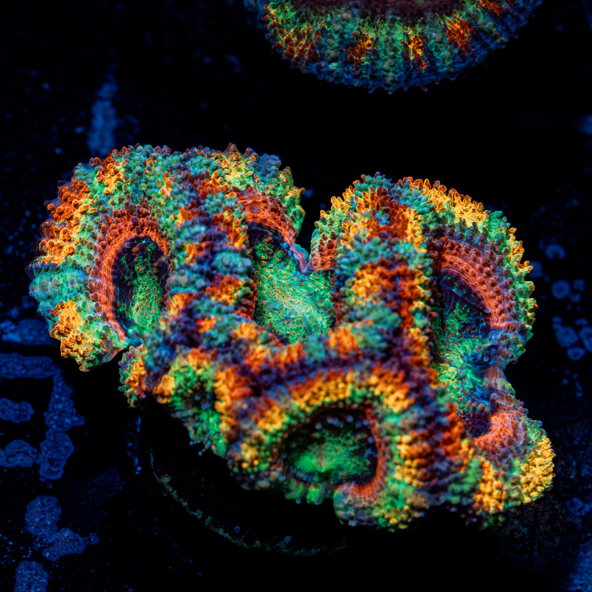 Rainbow Eclepic Rainbow Acan with fleshy polyps in reef aquarium