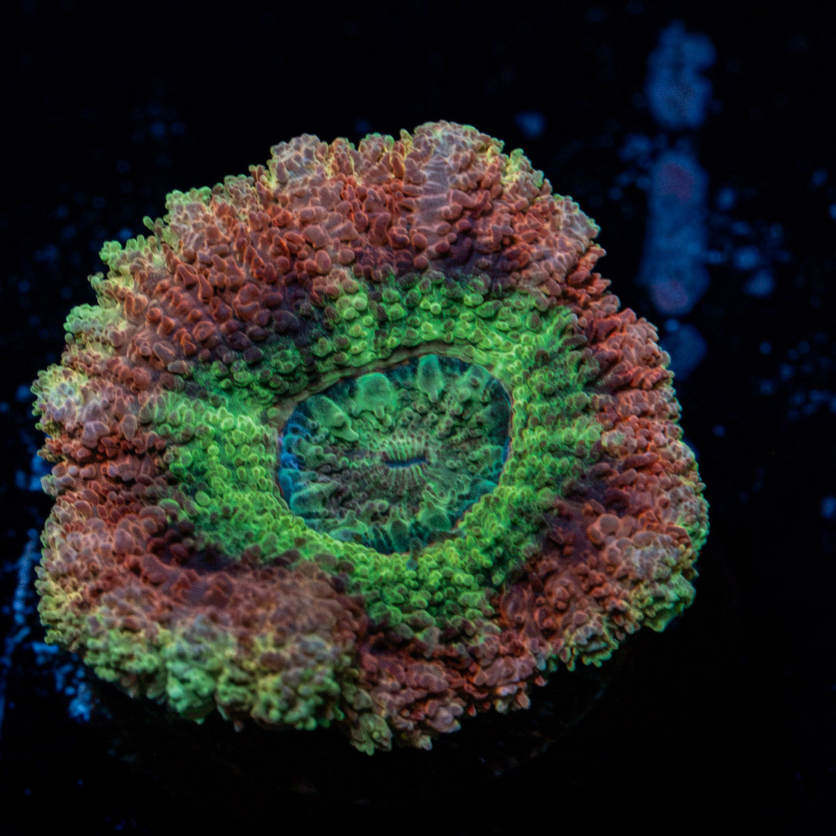 Hulk Smash ASian Acan Coral with fleshy polyps in reef aquarium