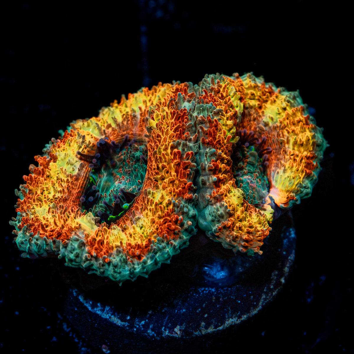 SunRise Rainbow Acan Coral with fleshy polyps in reef aquarium