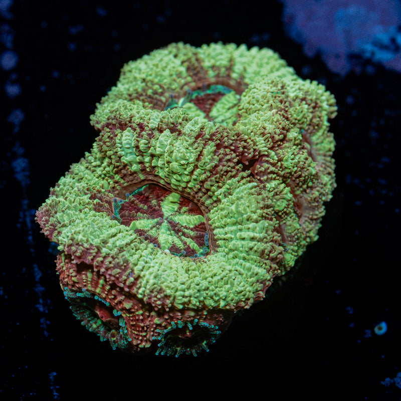 Cross Hatch Acan Coral with fleshy polyps in reef aquarium